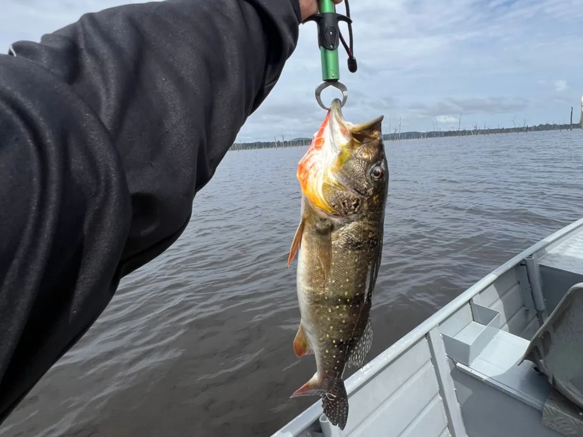 Sport fishing at Balbina Reservoir, Amazonas, photo 15