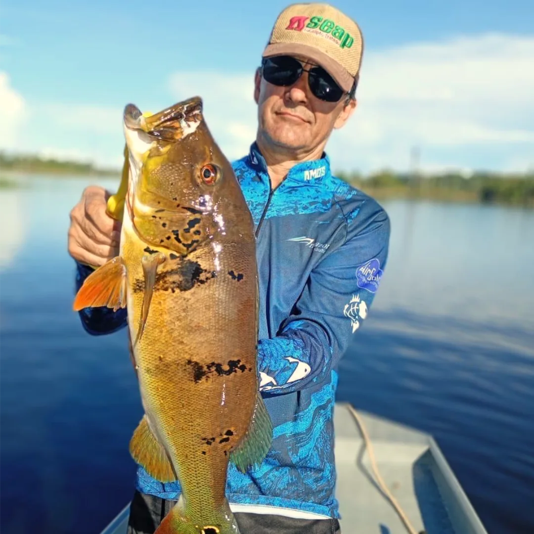 Pescador esportivo segurando um grande Tucunaré capturado na Represa de Balbina, Amazonas