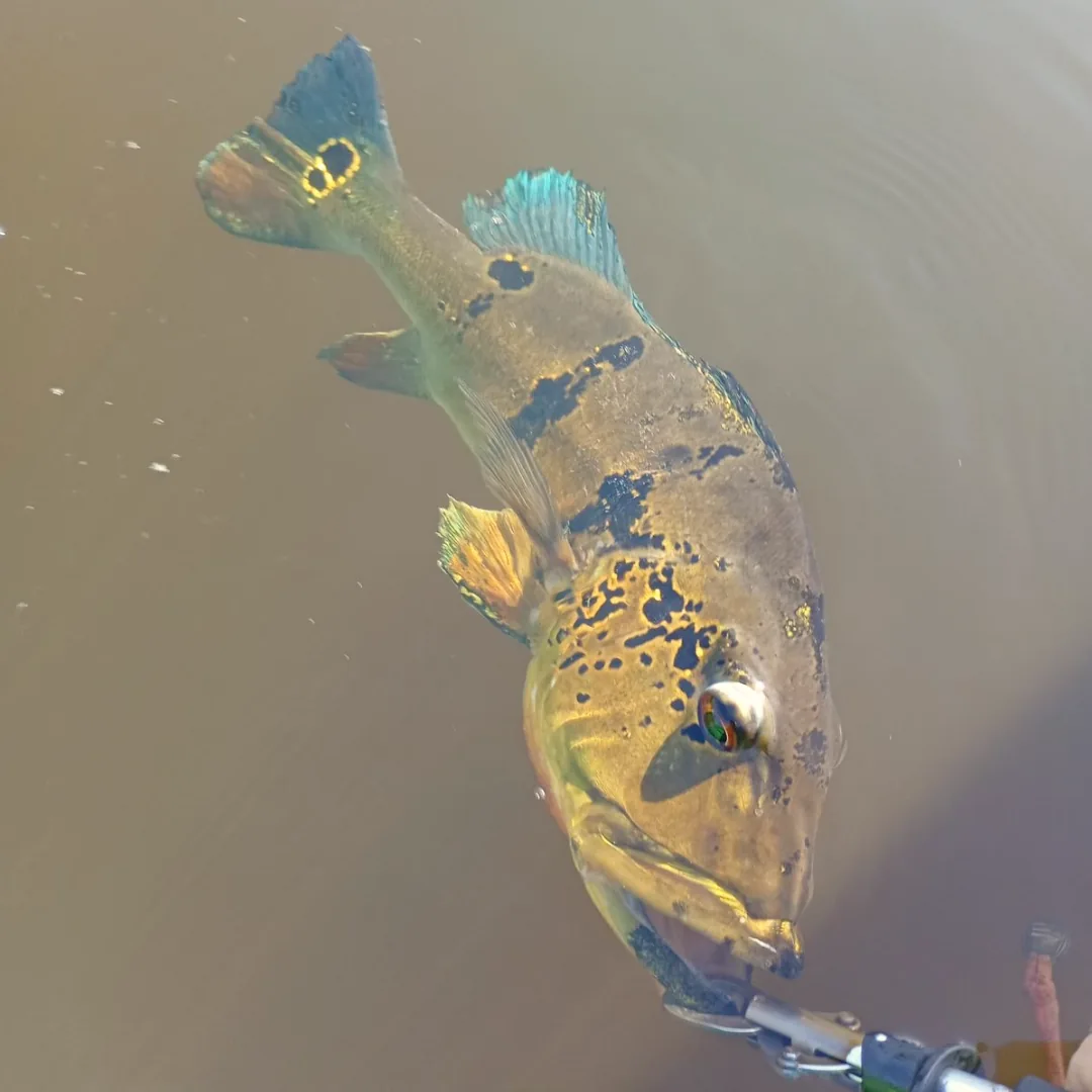 grande Tucunaré capturado na Represa de Balbina, Amazonas