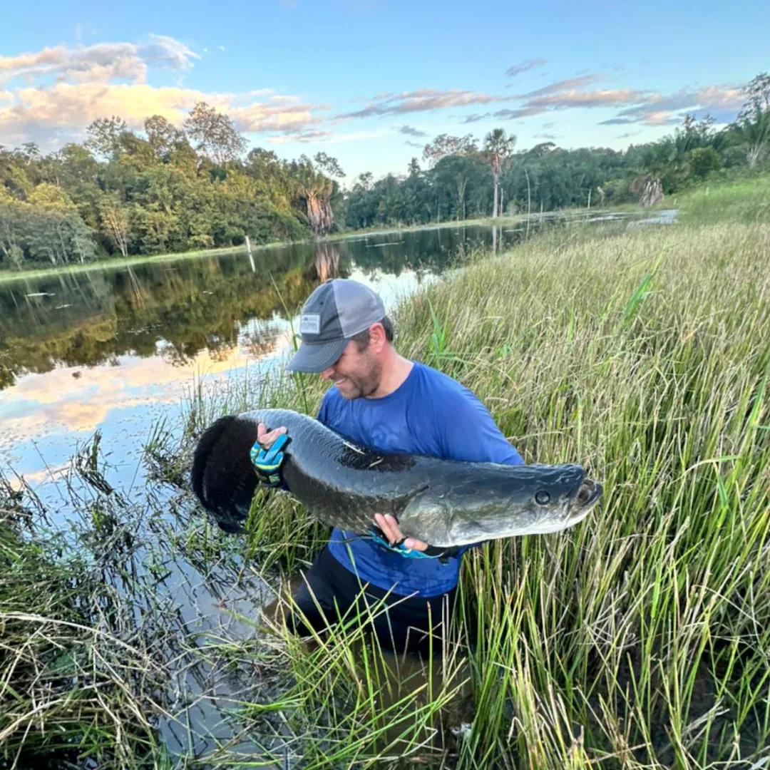 Pescador esportivo segurando um grande Pirarucu capturado na Represa de Balbina, Amazonas