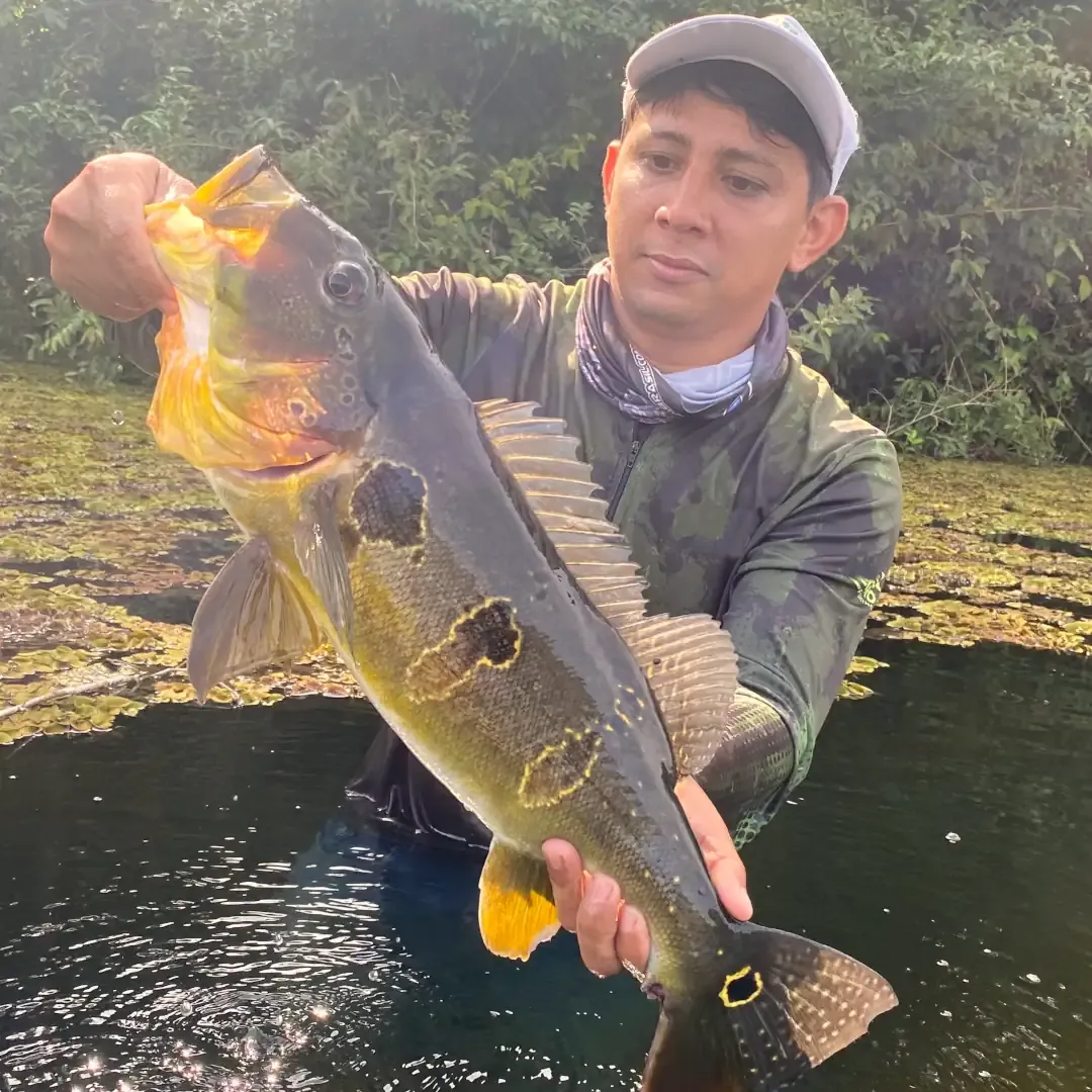 Tucunaré-açu-no-amazonas-pesca-esportiva-paraiso-da-pesca-esportiva-
