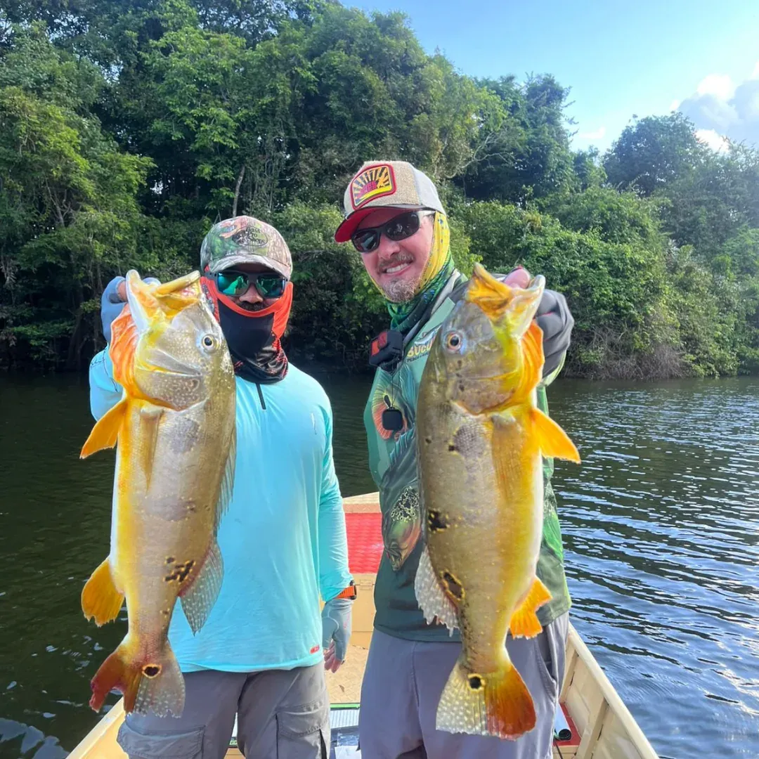 pesca do tucunaré no rio juruena amazonas, pesca esportiva na amazônia, pacote de pescaria