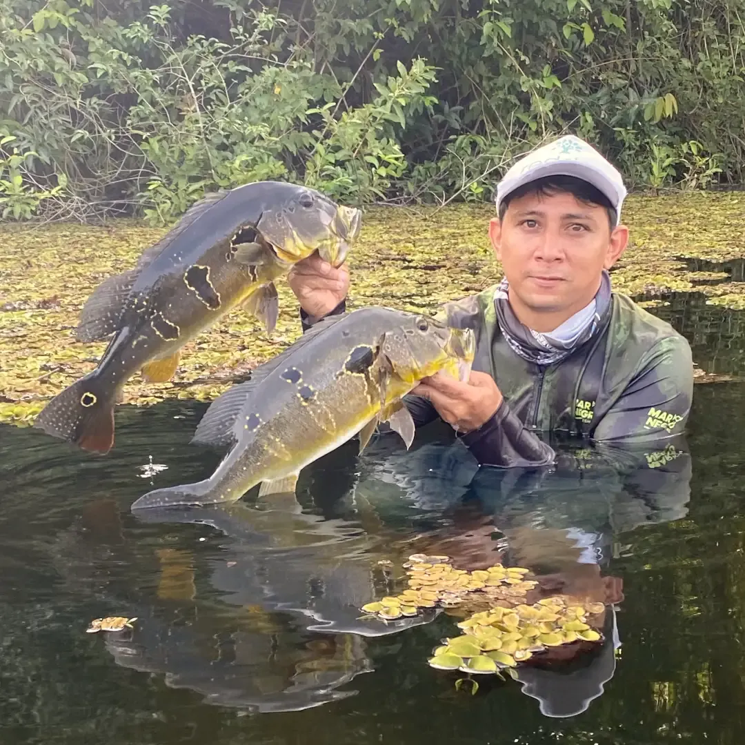 tucunaré do amazonas, pacote de pesca, expedição de pescaria