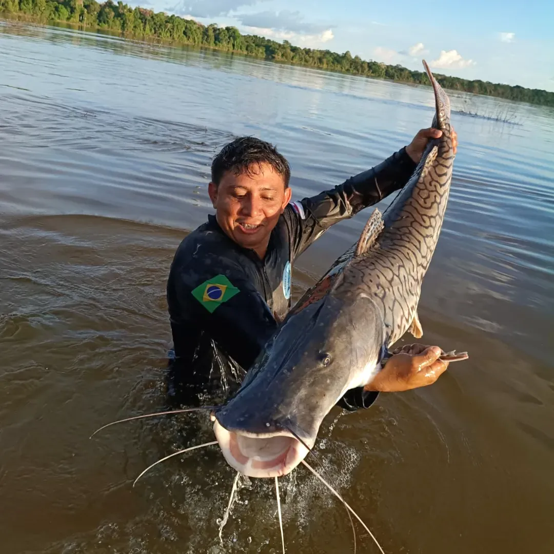 pecaria na amazônia, peixes grandes, pesca do pintado, voo comercial no amazonas, aeronave saindo de alta floresta e manaus