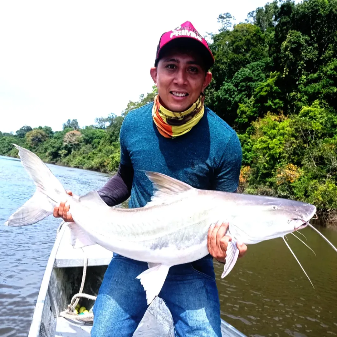 pescaria da piraiba no rio teles pires, amazonas, pesca esportiva na amazônia, pacote de pescaria