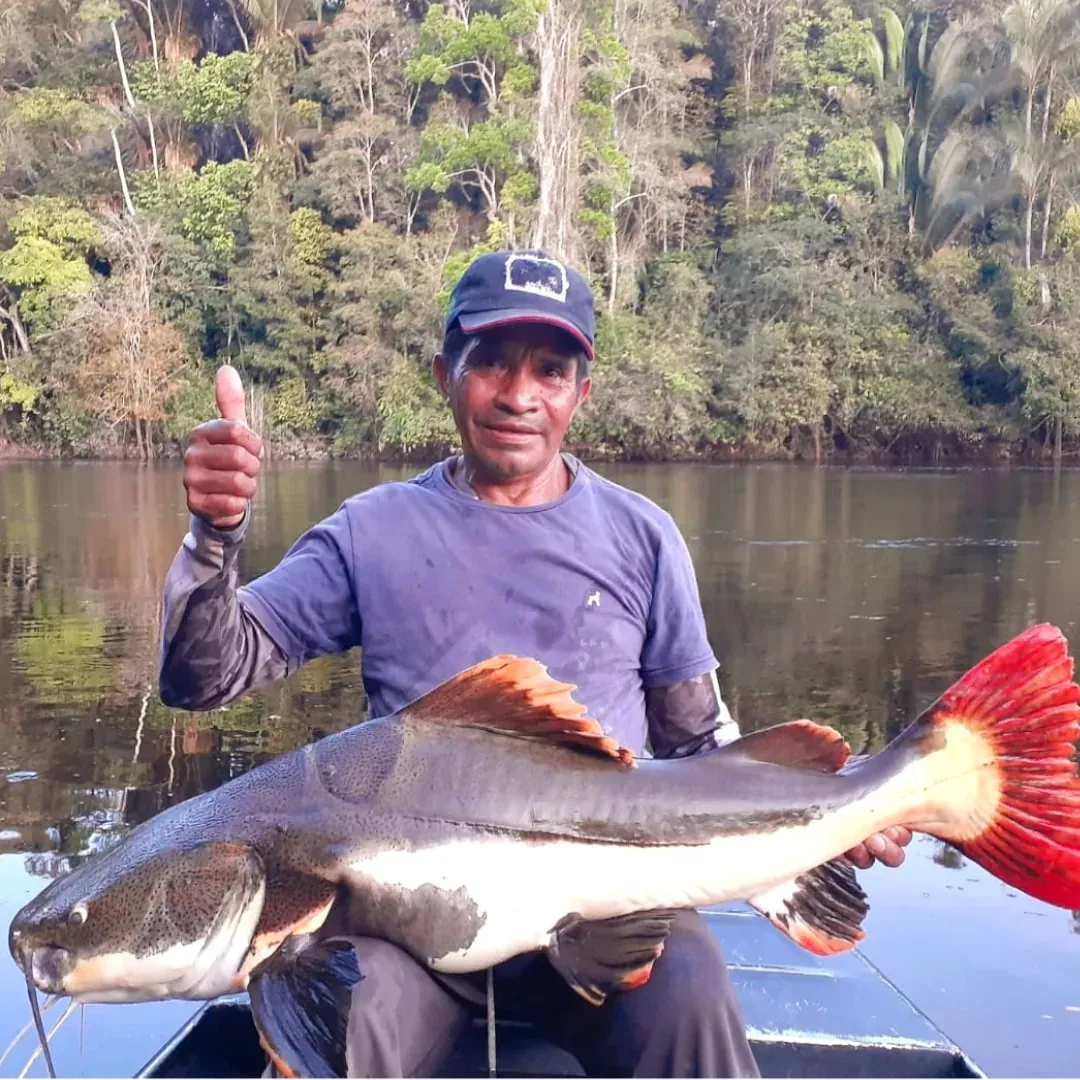 pescaria da pirarara no rio teles pires, amazonas, pesca esportiva na amazônia, pacote de pescaria