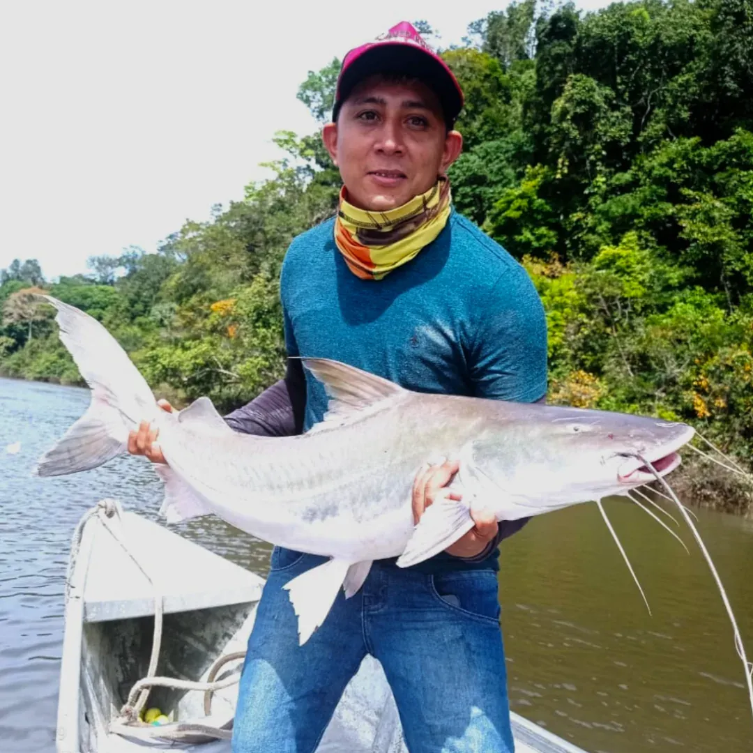 pescaria da piraiba no rio teles pires, amazonas, pesca esportiva na amazônia, pacote de pescaria