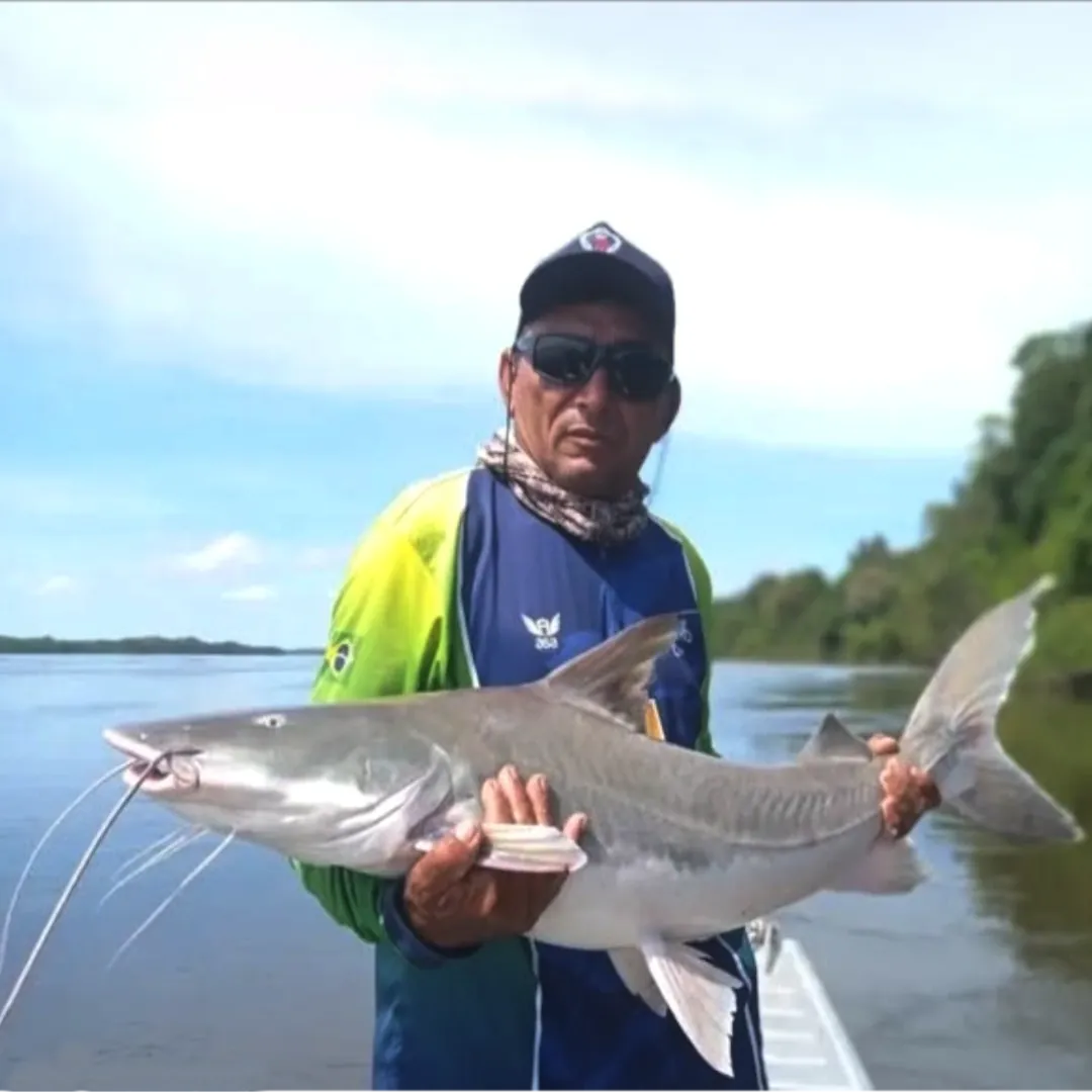 pesca da piraiba, no rio juruena amazonas, pesca esportiva na amazônia, pacote de pescaria