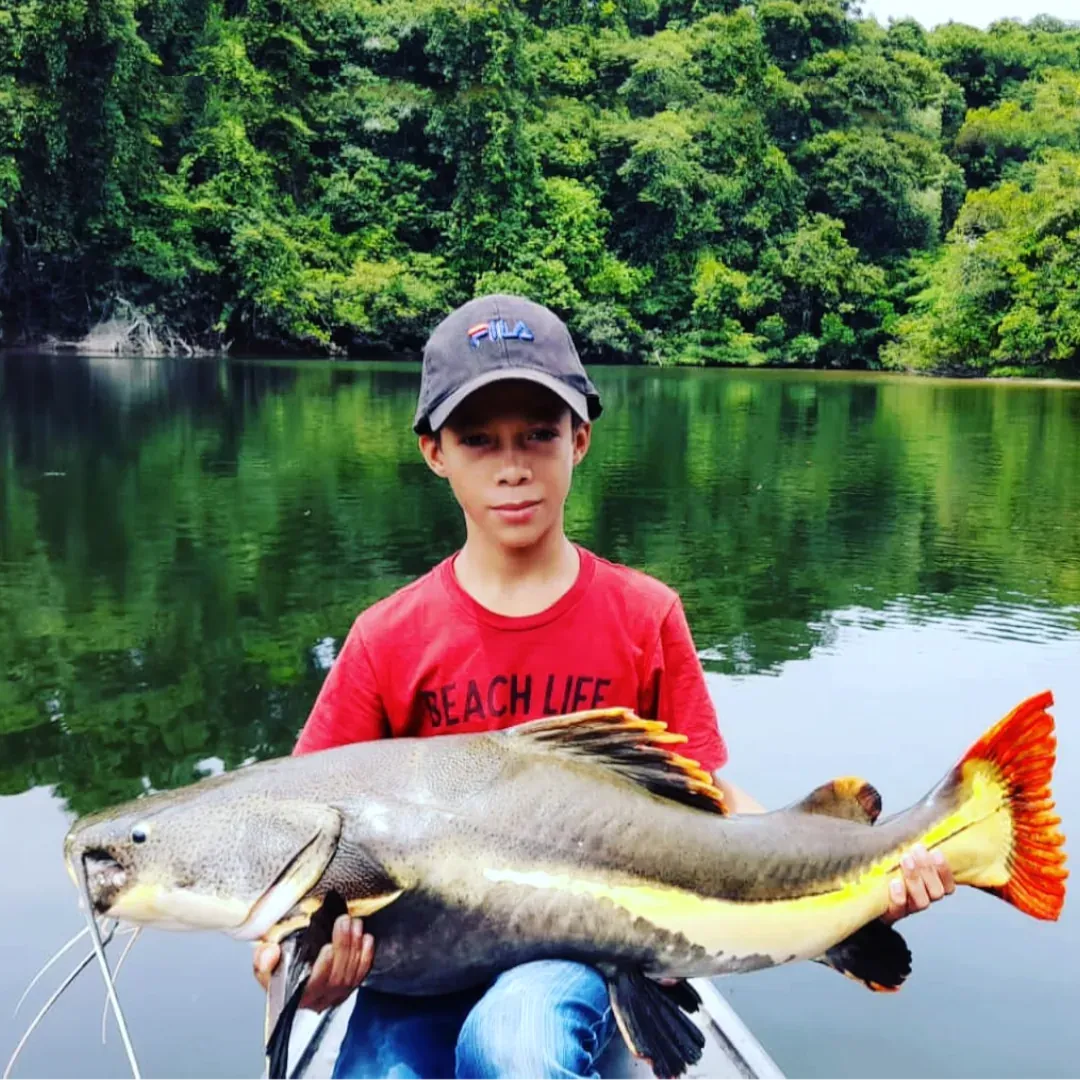 pescaria da pirarara, no rio tapajós, amazonas, pesca esportiva na amazônia, pacote de pescaria