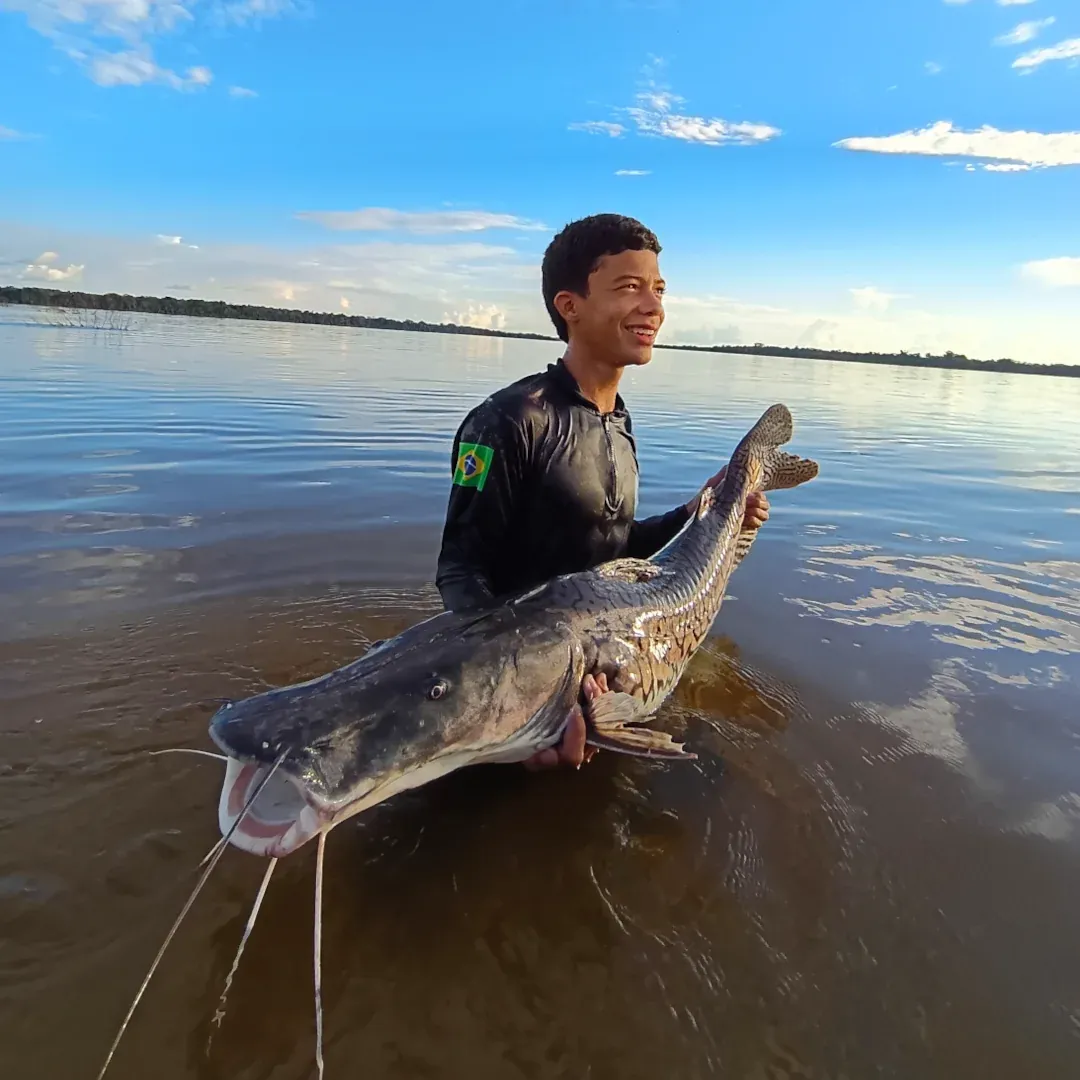 pesca do pintatdo surubim, rios teles pires, juruena, voo comercial no amazonas, aeronave saindo de alta floresta e manaus